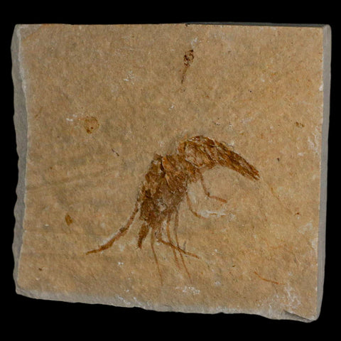 1.6" Fossil Shrimp Carpopenaeus Cretaceous Age 100 Mil Yrs Old Lebanon COA - Fossil Age Minerals