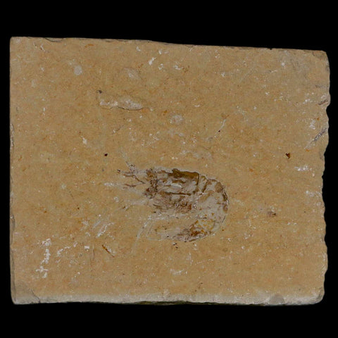 1.6" Fossil Shrimp Carpopenaeus Cretaceous Age 100 Mil Yrs Old Lebanon COA - Fossil Age Minerals
