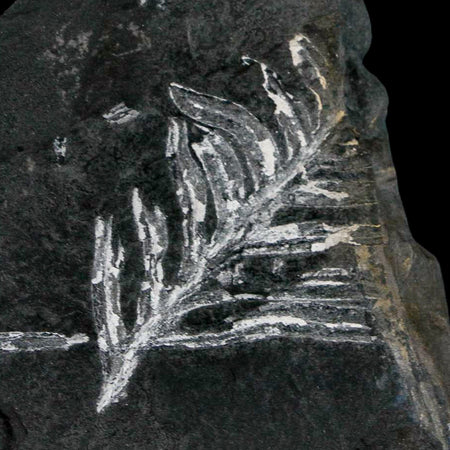 4.9" Alethopteris Fern Plant Leaf Fossil Carboniferous Age Llewellyn FM ST Clair, PA