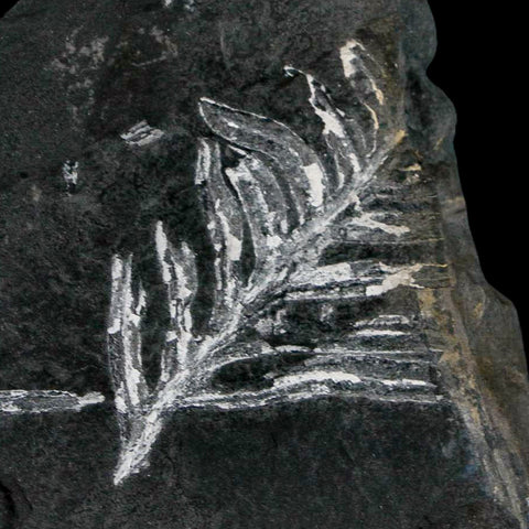 4.9" Alethopteris Fern Plant Leaf Fossil Carboniferous Age Llewellyn FM ST Clair, PA - Fossil Age Minerals