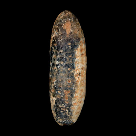 XXL 2.6" Fossil Pine Cone Equicalastrobus Replaced By Agate Eocene Age Seeds Fruit