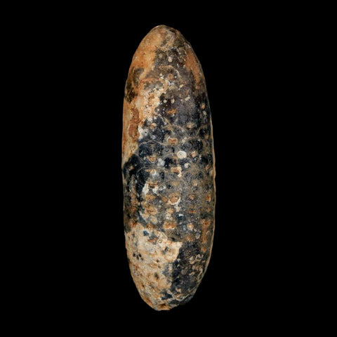 XXL 2.6" Fossil Pine Cone Equicalastrobus Replaced By Agate Eocene Age Seeds Fruit