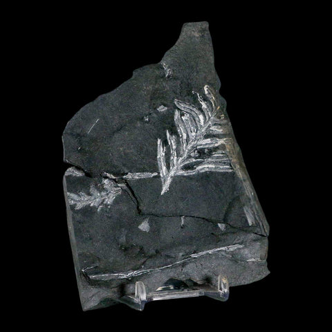 4.9" Alethopteris Fern Plant Leaf Fossil Carboniferous Age Llewellyn FM ST Clair, PA - Fossil Age Minerals