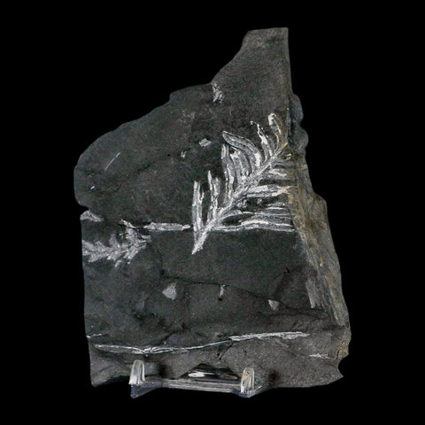 4.9" Alethopteris Fern Plant Leaf Fossil Carboniferous Age Llewellyn FM ST Clair, PA - Fossil Age Minerals