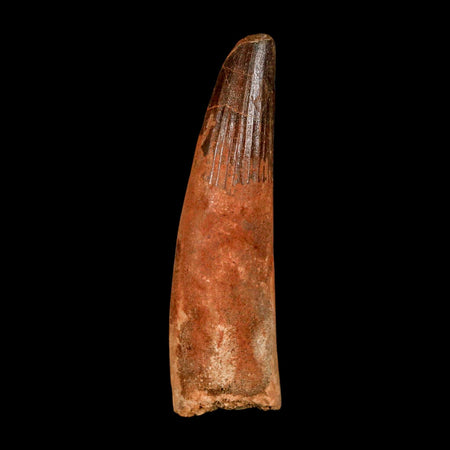XL 3" Spinosaurus Fossil Tooth 100 Million Years Old Cretaceous Dinosaur COA