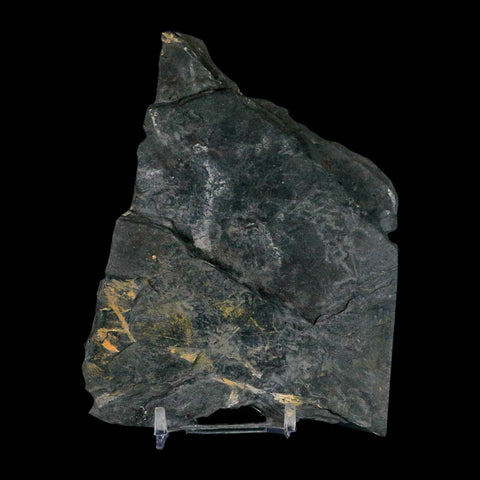 4.9" Alethopteris Fern Plant Leaf Fossil Carboniferous Age Llewellyn FM ST Clair, PA - Fossil Age Minerals