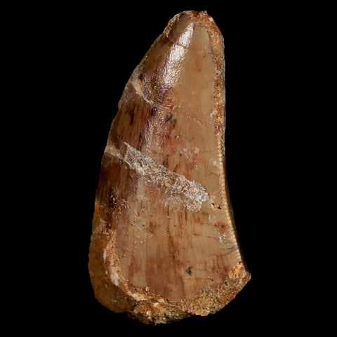 1.6" Carcharodontosaurus Fossil Tooth Cretaceous Dinosaur Morocco COA, Stand - Fossil Age Minerals