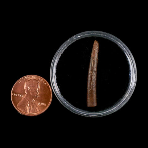 1.2" Ornithocheirid Pterosaur Fossil Tooth Lower Cretaceous Erihaz FM Niger Africa