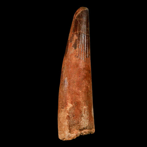 XL 3" Spinosaurus Fossil Tooth 100 Million Years Old Cretaceous Dinosaur COA
