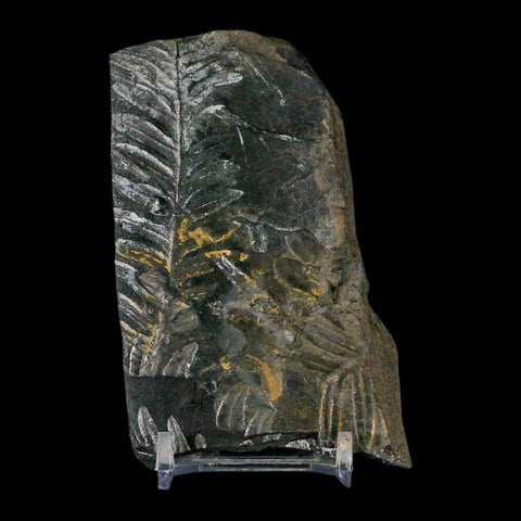 4" Alethopteris Fern Plant Leaf Fossil Carboniferous Age Llewellyn FM ST Clair, PA - Fossil Age Minerals