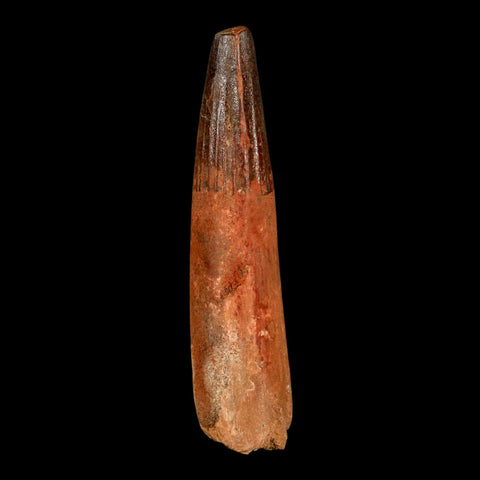 XL 3" Spinosaurus Fossil Tooth 100 Million Years Old Cretaceous Dinosaur COA