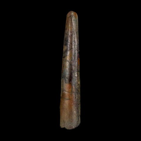 1.2" Ornithocheirid Pterosaur Fossil Tooth Lower Cretaceous Erihaz FM Niger Africa
