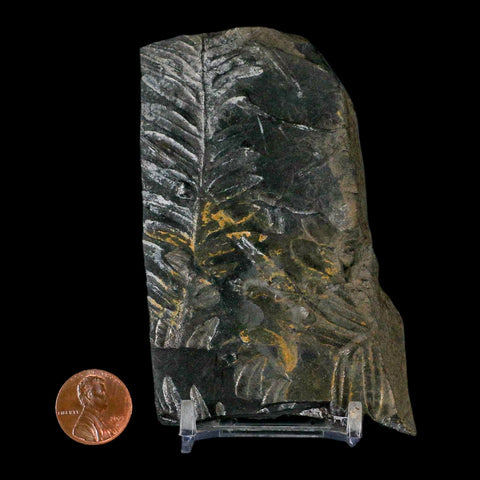 4" Alethopteris Fern Plant Leaf Fossil Carboniferous Age Llewellyn FM ST Clair, PA - Fossil Age Minerals