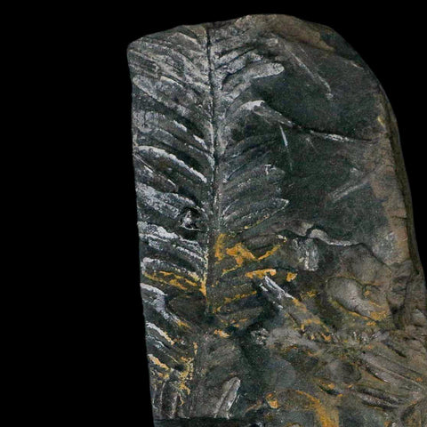4" Alethopteris Fern Plant Leaf Fossil Carboniferous Age Llewellyn FM ST Clair, PA - Fossil Age Minerals