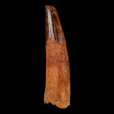 XL 3" Spinosaurus Fossil Tooth 100 Million Years Old Cretaceous Dinosaur COA