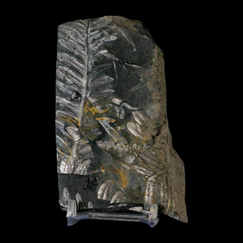 4" Alethopteris Fern Plant Leaf Fossil Carboniferous Age Llewellyn FM ST Clair, PA - Fossil Age Minerals