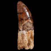 2.5" Carcharodontosaurus Fossil Tooth Cretaceous Dinosaur Morocco COA, Stand