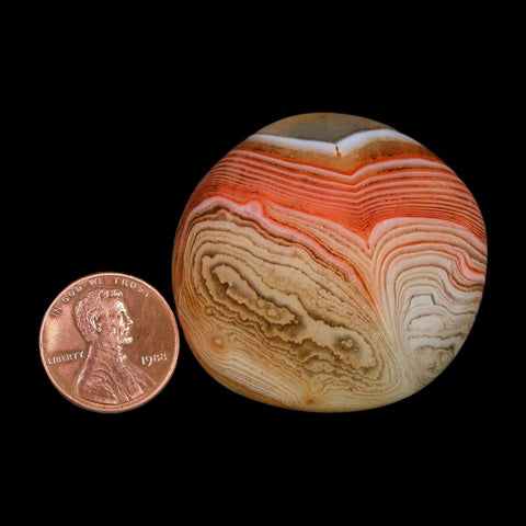 1.6" Natural Polished Red Silk Banded Agate Chalcedony Mineral Specimen - Fossil Age Minerals