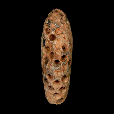 XL 2.3" Fossil Pine Cone Equicalastrobus Replaced By Agate Eocene Age Seeds Fruit