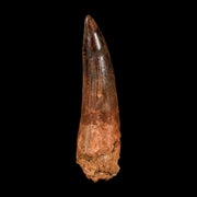 XL 3.2" Spinosaurus Fossil Tooth 100 Million Years Old Cretaceous Dinosaur COA