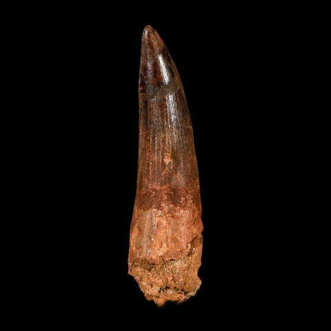XL 3.2" Spinosaurus Fossil Tooth 100 Million Years Old Cretaceous Dinosaur COA