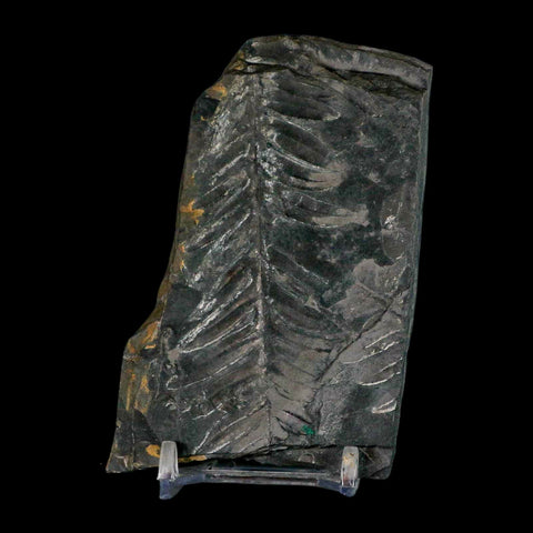 4" Alethopteris Fern Plant Leaf Fossil Carboniferous Age Llewellyn FM ST Clair, PA - Fossil Age Minerals