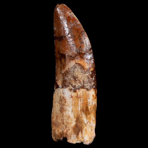 2.5" Carcharodontosaurus Fossil Tooth Cretaceous Dinosaur Morocco COA, Stand - Fossil Age Minerals