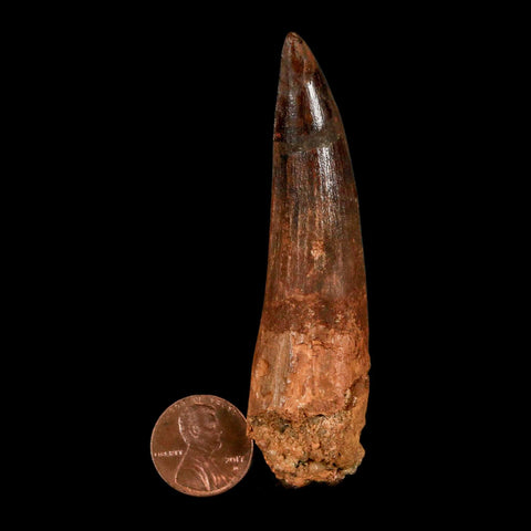 XL 3.2" Spinosaurus Fossil Tooth 100 Million Years Old Cretaceous Dinosaur COA