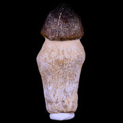 3.3" Globidens Mosasaur Fossil Tooth Root Cretaceous Dinosaur Era COA & Stand