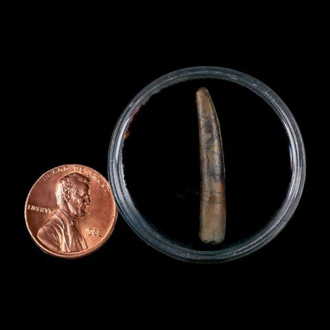 1.2" Ornithocheirid Pterosaur Fossil Tooth Lower Cretaceous Erihaz FM Niger Africa