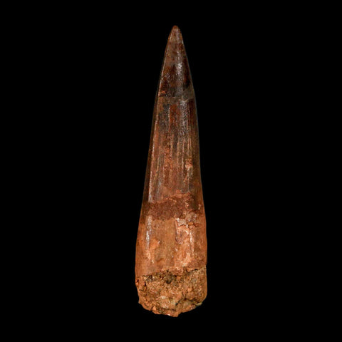 XL 3.2" Spinosaurus Fossil Tooth 100 Million Years Old Cretaceous Dinosaur COA