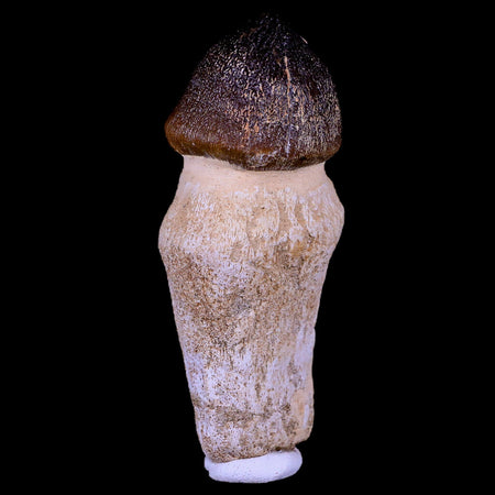 3.3" Globidens Mosasaur Fossil Tooth Root Cretaceous Dinosaur Era COA & Stand