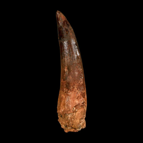 XL 3.2" Spinosaurus Fossil Tooth 100 Million Years Old Cretaceous Dinosaur COA