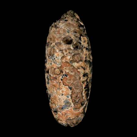 XL 2.4" Fossil Pine Cone Equicalastrobus Replaced By Agate Eocene Age Seeds Fruit