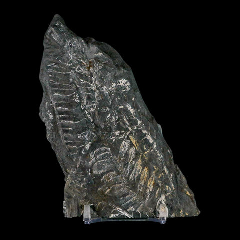 5" Alethopteris Fern Plant Leaf Fossil Carboniferous Age Llewellyn FM ST Clair, PA - Fossil Age Minerals