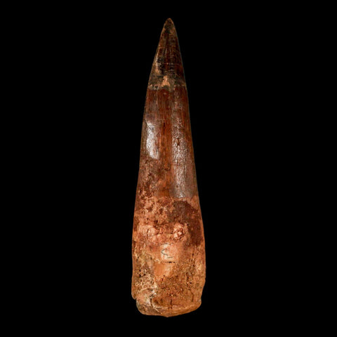 XL 3.2" Spinosaurus Fossil Tooth 100 Million Years Old Cretaceous Dinosaur COA