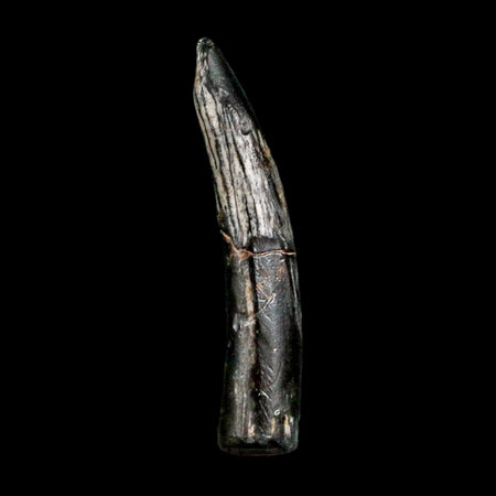 1.1" Ornithocheirid Pterosaur Fossil Tooth Lower Cretaceous Erihaz FM Niger Africa