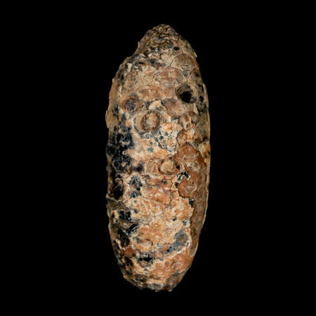 XL 2.4" Fossil Pine Cone Equicalastrobus Replaced By Agate Eocene Age Seeds Fruit