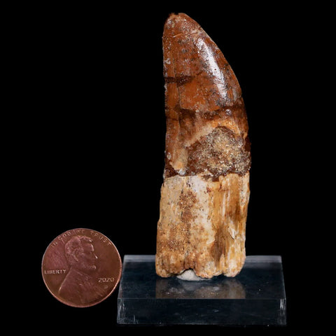 2.5" Carcharodontosaurus Fossil Tooth Cretaceous Dinosaur Morocco COA, Stand - Fossil Age Minerals
