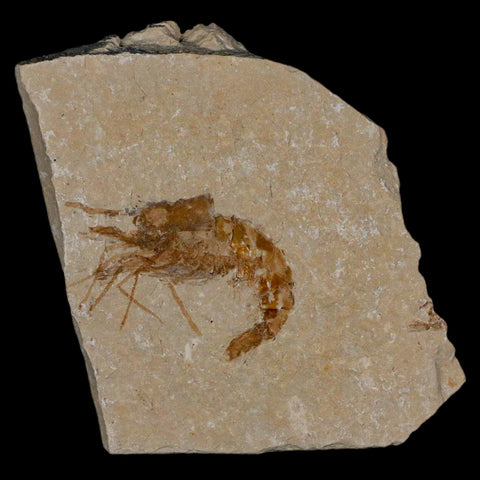 1.4" Fossil Shrimp Carpopenaeus Cretaceous Age 100 Mil Yrs Old Lebanon COA - Fossil Age Minerals