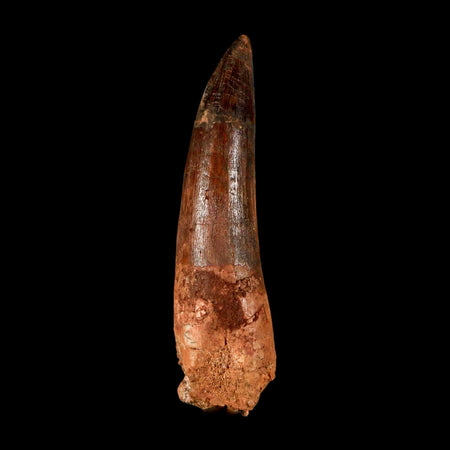 XL 3.2" Spinosaurus Fossil Tooth 100 Million Years Old Cretaceous Dinosaur COA