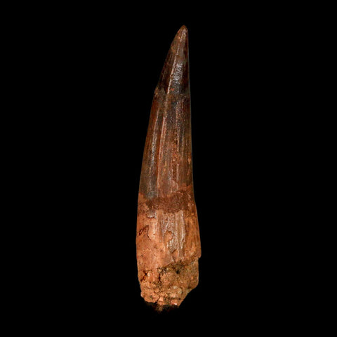 XL 3.2" Spinosaurus Fossil Tooth 100 Million Years Old Cretaceous Dinosaur COA