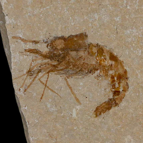 1.4" Fossil Shrimp Carpopenaeus Cretaceous Age 100 Mil Yrs Old Lebanon COA - Fossil Age Minerals