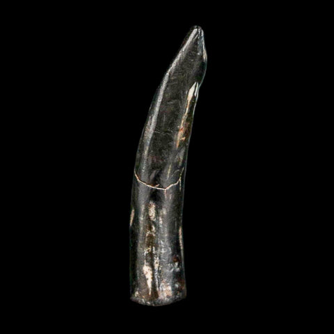 1.1" Ornithocheirid Pterosaur Fossil Tooth Lower Cretaceous Erihaz FM Niger Africa