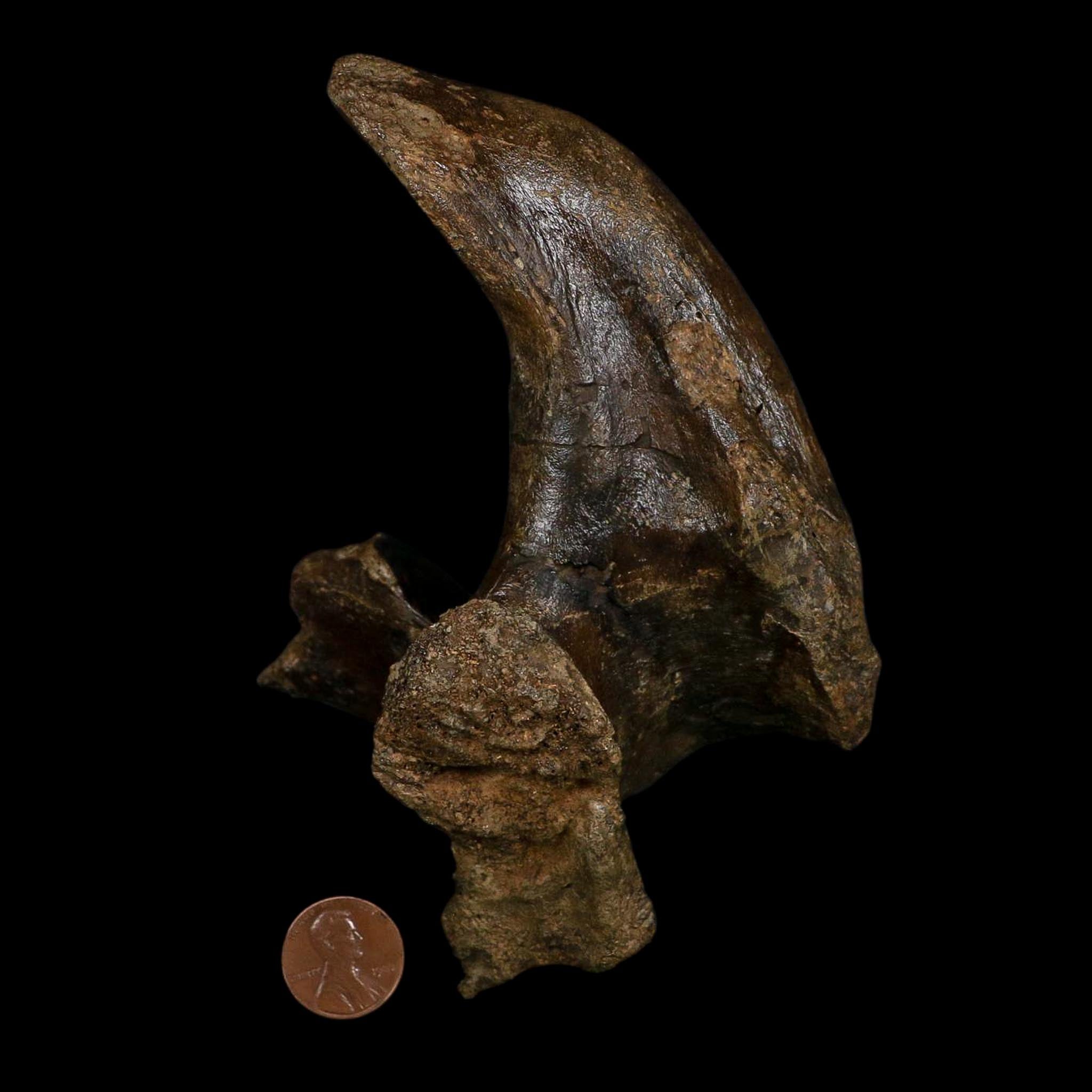 5.5" Brachylophosaurus Fossil Vertebrae Process Cretaceous Dinosaur Montana COA