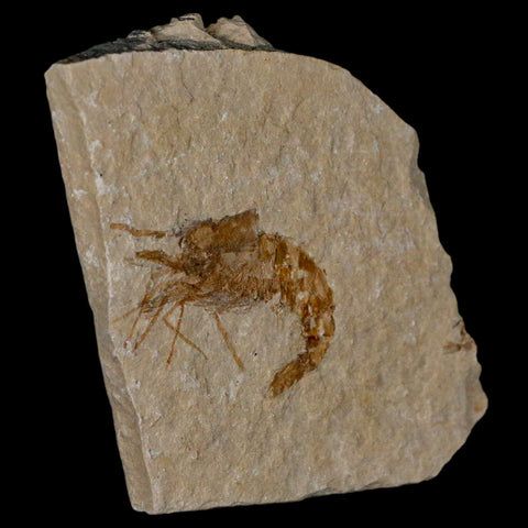 1.4" Fossil Shrimp Carpopenaeus Cretaceous Age 100 Mil Yrs Old Lebanon COA - Fossil Age Minerals