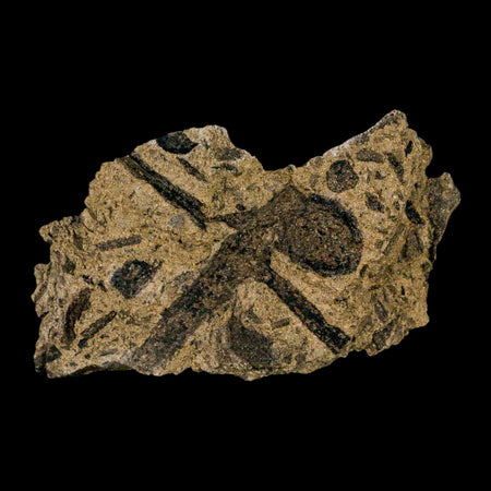 2.8" Carpolithus SP Seeds, And Stems 66-56 Mil Yrs Old Paleocene Raton FM Colorado