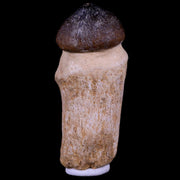 3" Globidens Mosasaur Fossil Tooth Root Cretaceous Dinosaur Era COA & Stand
