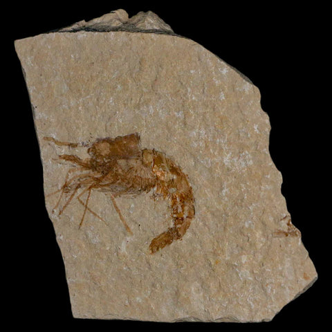1.4" Fossil Shrimp Carpopenaeus Cretaceous Age 100 Mil Yrs Old Lebanon COA - Fossil Age Minerals