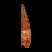 XL 3.2" Spinosaurus Fossil Tooth 100 Million Years Old Cretaceous Dinosaur COA